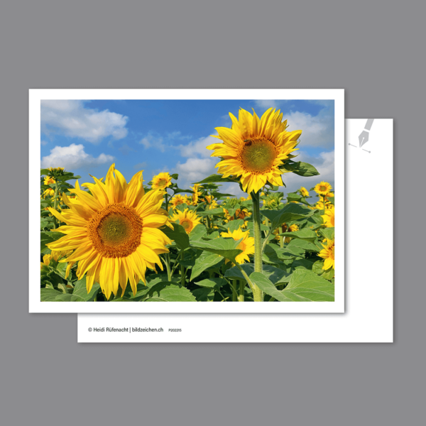 Postkarte Sonnenblumen