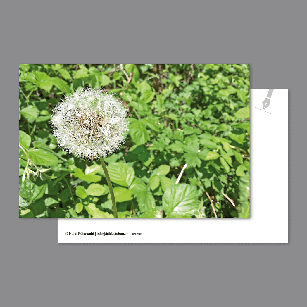 Postkarte Pusteblume