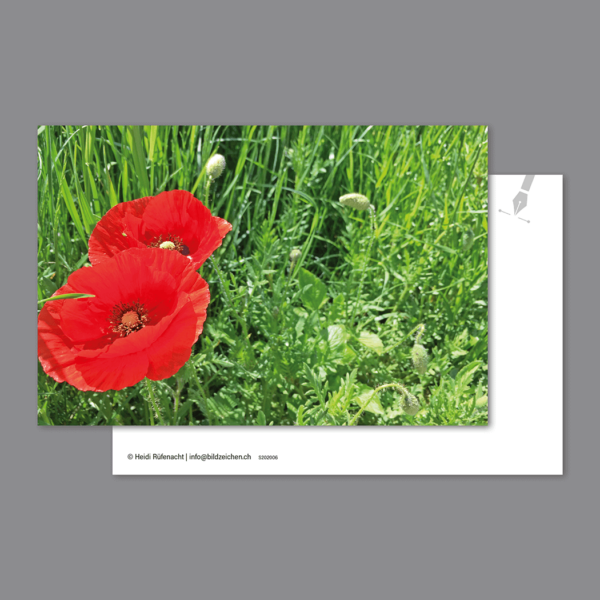 Postkarte Mohnblume