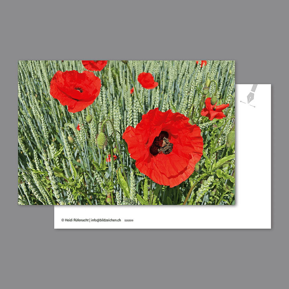 Postkarte Mohnblumen im Kornfeld