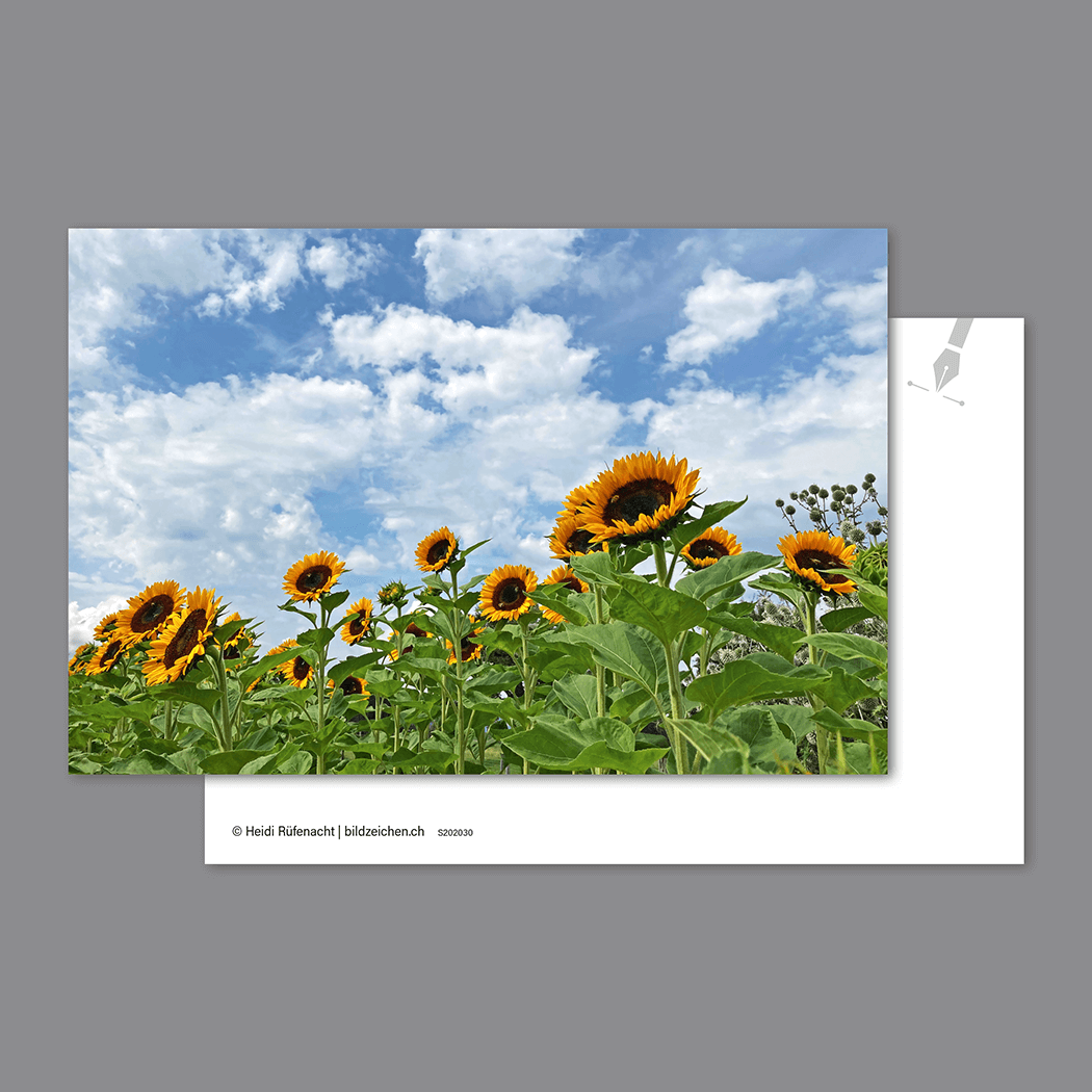 Postkarte Sonnenblumenfeld