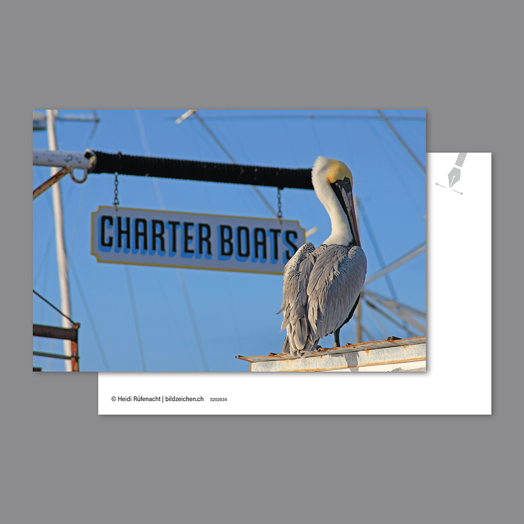 Postkarte Charter Boats mit Pelikan